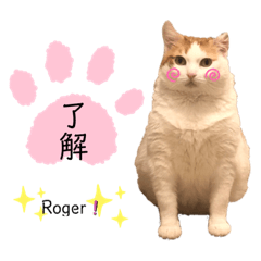 ぶたにゃん　part1