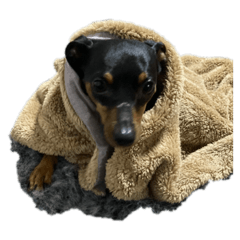 チャシースタンプ