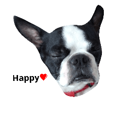 ボストンテリアのてんちゃんスタンプ