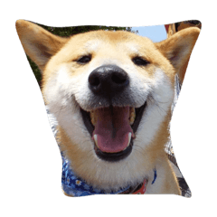 柴犬 小次郎クン