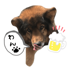 くまじゃないよ犬だよ‎ᐡˊﻌˋᐡ