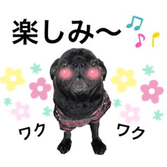黒パグちゅらの毎日スタンプ