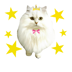 ペルシャ猫ののちゃん