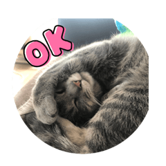 吾輩はびびまる