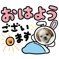 シーズーのマリーとキティー2