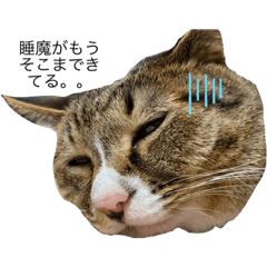 我が家のにゃんころ（あこま）