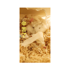 Kitty_20211111124212