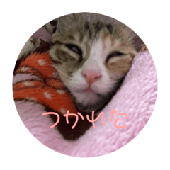 我が家の猫のみみぃたん