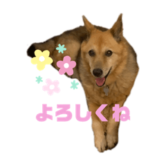 ナナジョイの日常