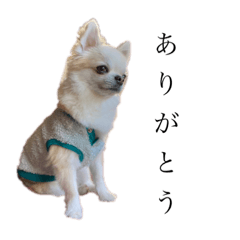 わが家のるとくん2