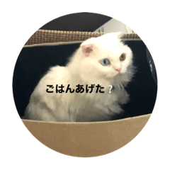 うちのネコズ。