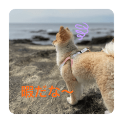 暇なポメラニアンのヤマちゃんシリーズ1