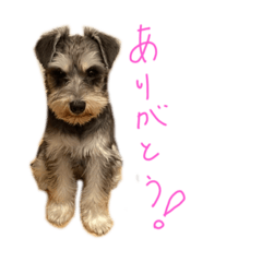 ハナ？ティナ？ううん、ラナ！(修正版)