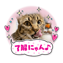 うちの可愛い猫ちゃんスタンプ