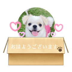 ぼく、キッドちん