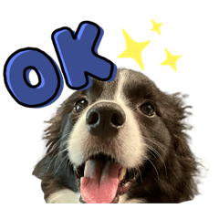 ボーダーコリー　レオちゃんぴん