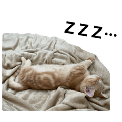 わい、みたらしやで。