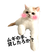 白猫ムギちゃん2