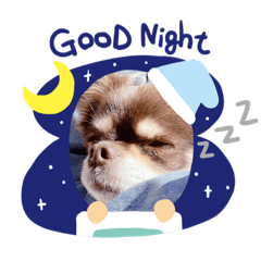 チョコタンチワワのレンくん♡１１