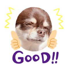 チョコタンチワワのレンくん♡１０