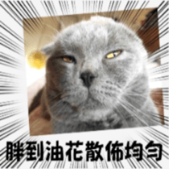 目つきが死んだJiJi