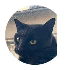 みーくんとりんちゃん