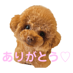 トイプードルウニくん　毎日スタンプ