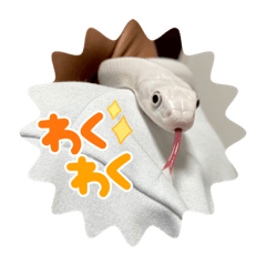 白蛇めろんちゃん