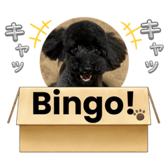 ごえもんワンコ　笑顔♡いっぱい♡だわん