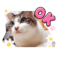 花ちゃんスタンプ♥️はなスタ