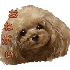 トイプーのクッキーちゃん2