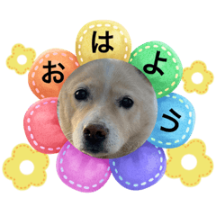 とってもかわいいねゆきちゃん