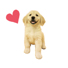 ゴールデンレトリバーのメリダ。