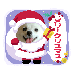 ポメラニアンのモコのあいさつスタンプ