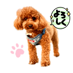 トイプードルRONA