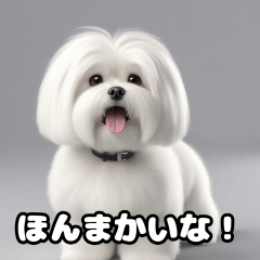 関西弁なマルチーズ