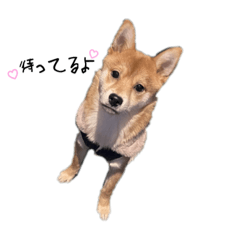 うるうるうるスタンプ