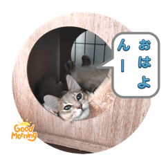 ソマリのシエル君