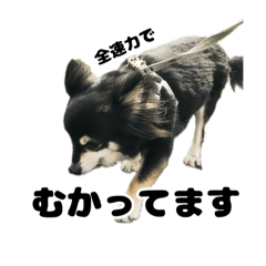 チワワりぼんちゃん(実写版)