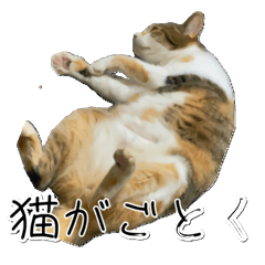 三毛猫が容赦ない