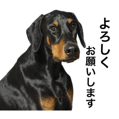 ドーベルマンのsuperrock たまにピットブル