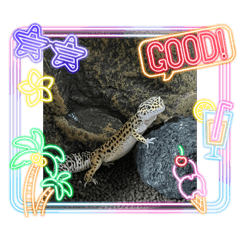 フトアゴレオパの民