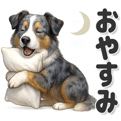 毎日使える！オーストラリアンシェパード