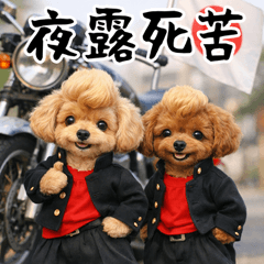 とびだす★ヤンキー★トイプードル★不良★