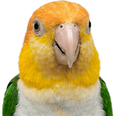 BIG! シロハラインコ 実写