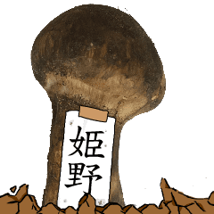 松茸研究家姫野さんのマツタケ