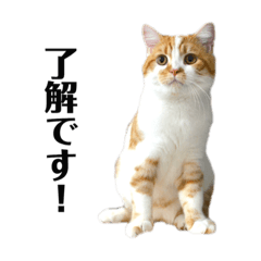 ふわふわ猫「みろ」