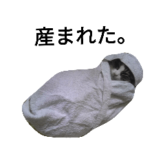 リアルうちの飼い猫でスタンプ