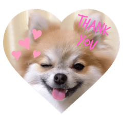 ゆるふわポメラニアンぷぅたん♡