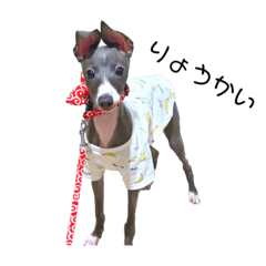 イタグレ こはみスタンプ